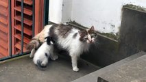 ADORABLE KITTENS AND THEIR MOTHER