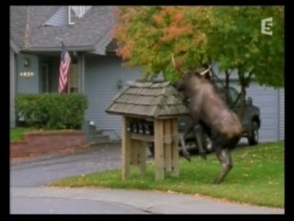 Orignal _ Elan _ Canada 2