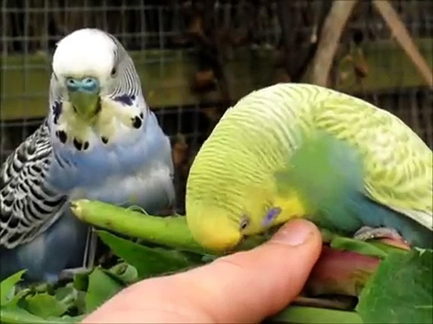 ⁣Baby Budgies Growth Stages