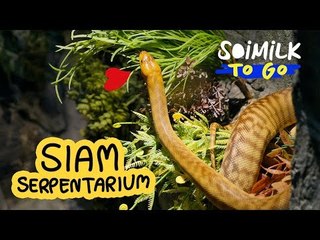 Soimilk To Go : Siam Serpentarium