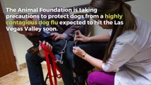 Animal Foundation taking precautions against dog flu in Las Vegas