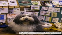 Crufts 2018: Taking its bow wow at Crufts –  the world’s biggest dog