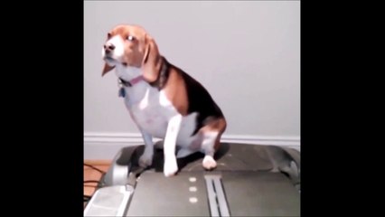 Ce chien s'est mis au sport mais pas trop vite!