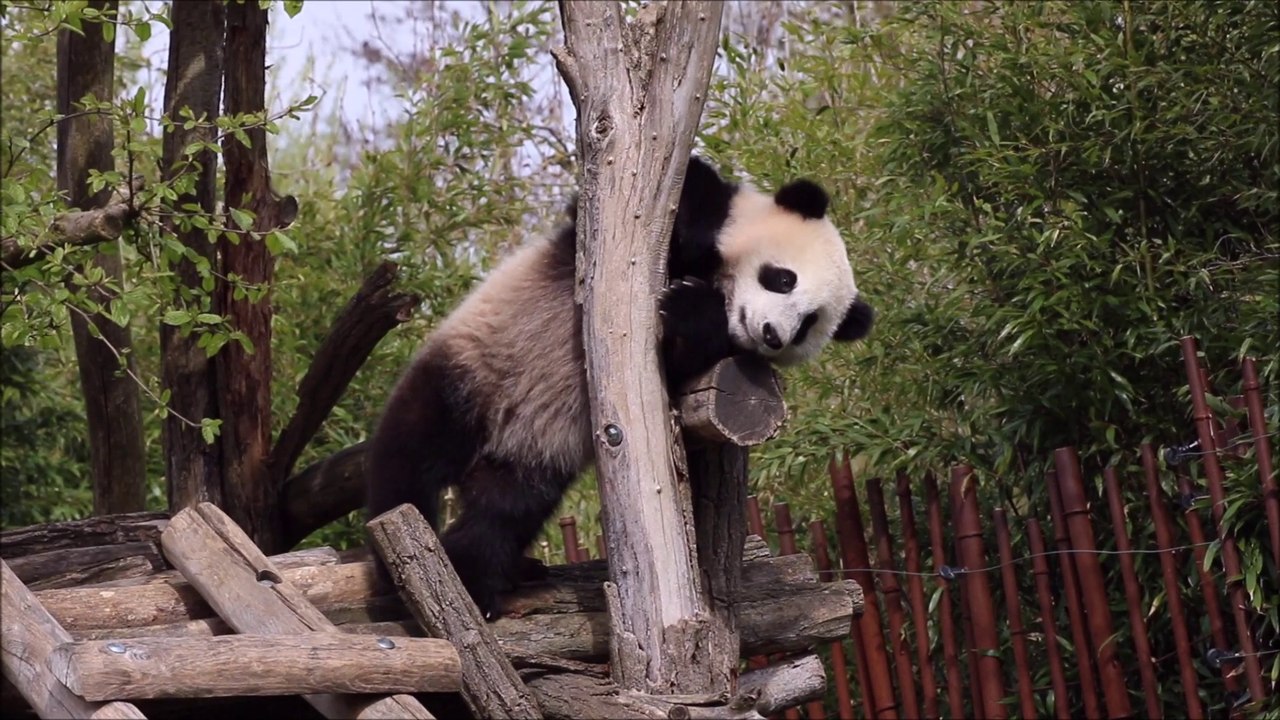 Une saison a Pairi Daiza Prélude Edition 2017 partie 1