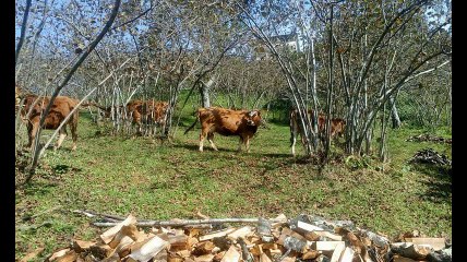 Yomra Kayabaşı Köyü