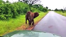 Bold baby elephant scares off safari tourists in tiny car