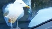 Seagull Stares At Food Safely Inside Car