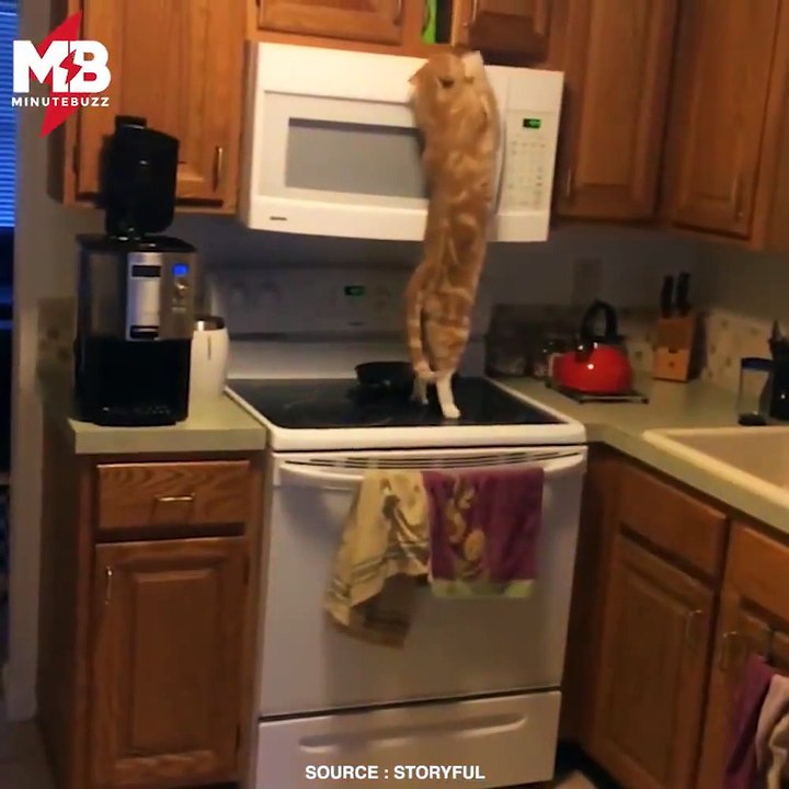 On connait tous un chat toujours motivé quand il s'agit de bouffe !  Via storyful