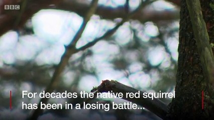 There are an estimated 140,000 red squirrels in the UK, compared with more than two million greys