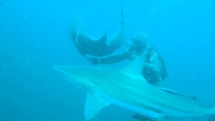 W.B. the shark whisperer