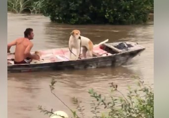 Ingham Dogs Must Take Boat to do 'Business' Amid Floodwaters