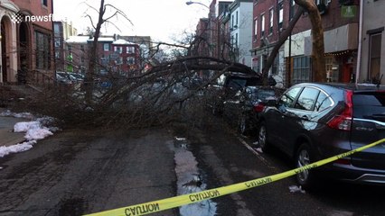 Tree collapses on car in Philadelphia after storm