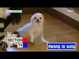 [Section TV] 섹션 TV - Han Chae-ah's pet! 20160612