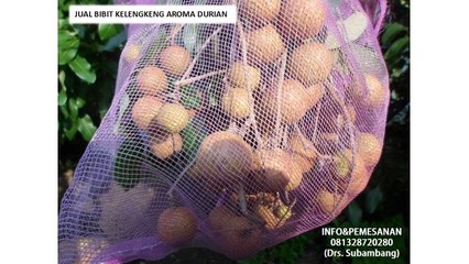 081328720'280 | Pengusaha Bibit Kelengkeng Aroma Durian Terbaik