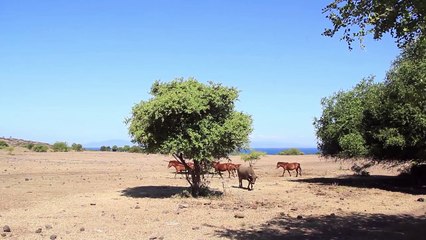 Wild Horses and Buffaloes of Doro Ncanga, Sumbawa(HD)