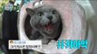 [My Little Television] 마이 리틀 텔레비전 -Honggi & Jonghun's cat, broadcasting refusing?! 20170520