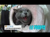 [My Little Television] 마이 리틀 텔레비전 -Honggi & Jonghun's cat, broadcasting refusing?! 20170520