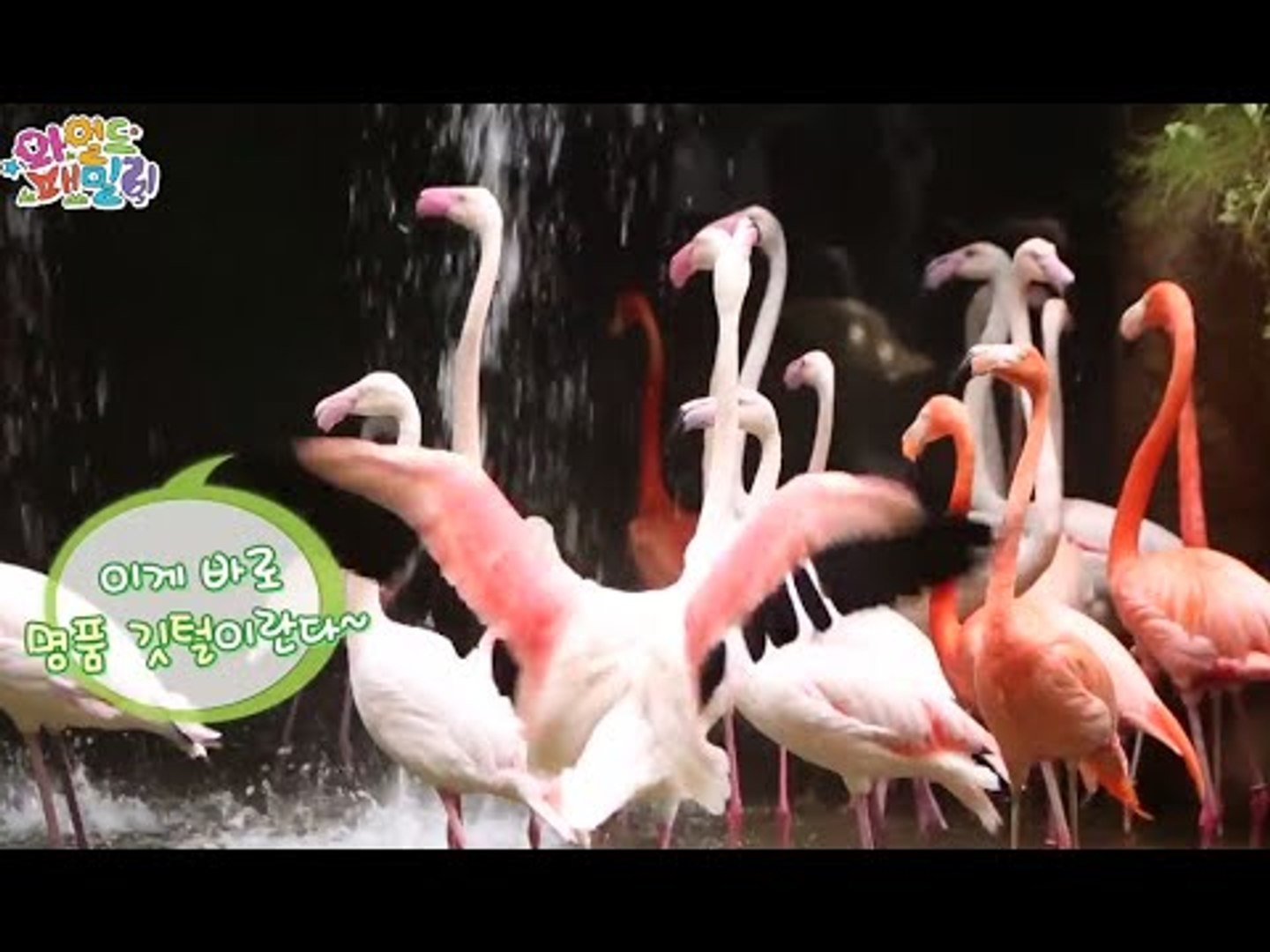 Wild Family, Flamingo #03, 홍학 20140905