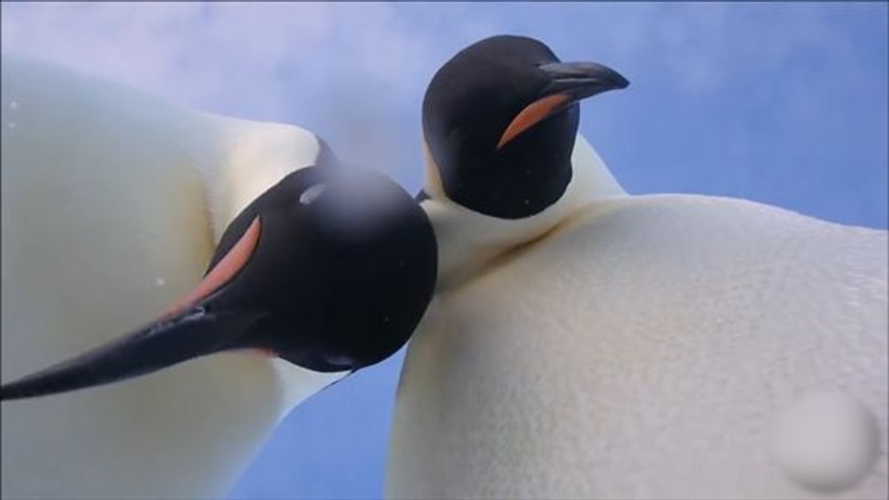 Eisiges selfies: pinguine entdecken gopro