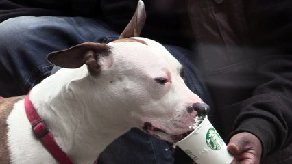 Dog loves Starbucks Wipped Cream -3-8-2018