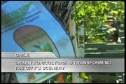 Web Serial - Urban Agriculture in Latin America