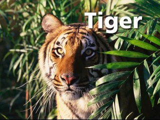 Baby Einstein Baby Noah Animal Expedition 1 Part 5