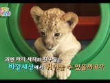Wild Family, Baby Lion #04, 아기 사자 20141010