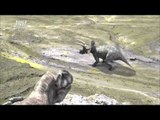 Tyrannosauridae and Ceratopsian have a fiercely fight! MBC Documentary Special 20140127