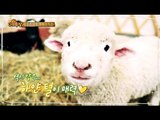 [HOT] Animals 애니멀즈 - Lamb bath taking 양 목욕 시키기 20150215