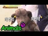 [Animals] 애니멀즈 - Baby goat fall asleep in Dohyon's arm 하이톤 아기염소들 20150315