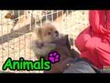 [Animals] 애니멀즈 - Do-hyun's puppy Ppyu's Double Life? Ppyu VS Number two 쀼의 이중생활? 쀼 VS 넘버투!20150329