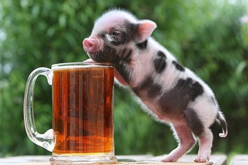 CERDOS VIDEO DE RISA,HUMOR,TWITTER,WHATSAPP,COSICAS MUY CERDICAS, QUE CERDOS, SOMOS FUNNY PIGS,CERDADAS DIVERTIDAS