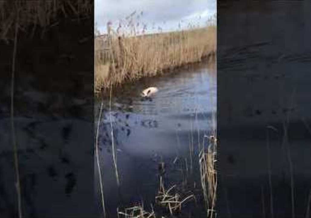 Determined Sheep Swims Its Way to Land
