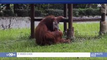 La vidéo d'un orang-outan fait un bad buzz sur le web ! Découvrez pourquoi