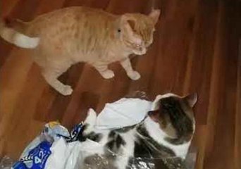 Kittens Battle in Empty Plastic Bag