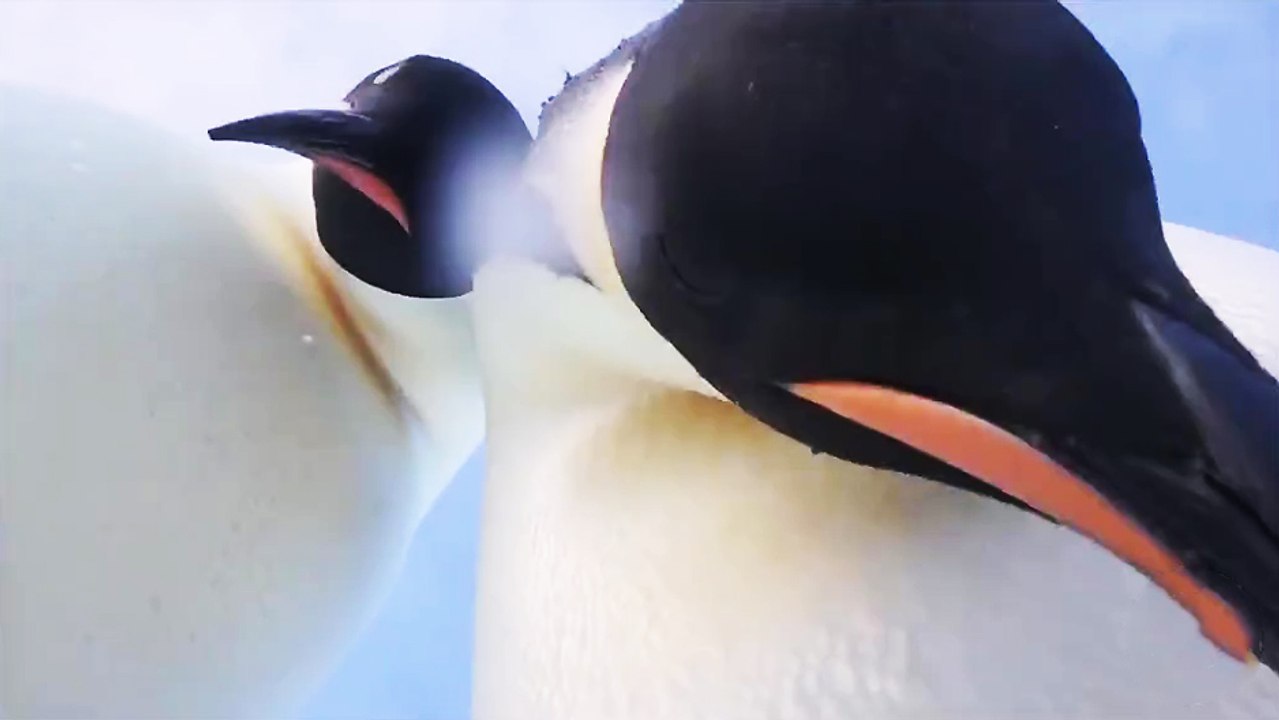 Des manchots consultent une GoPro