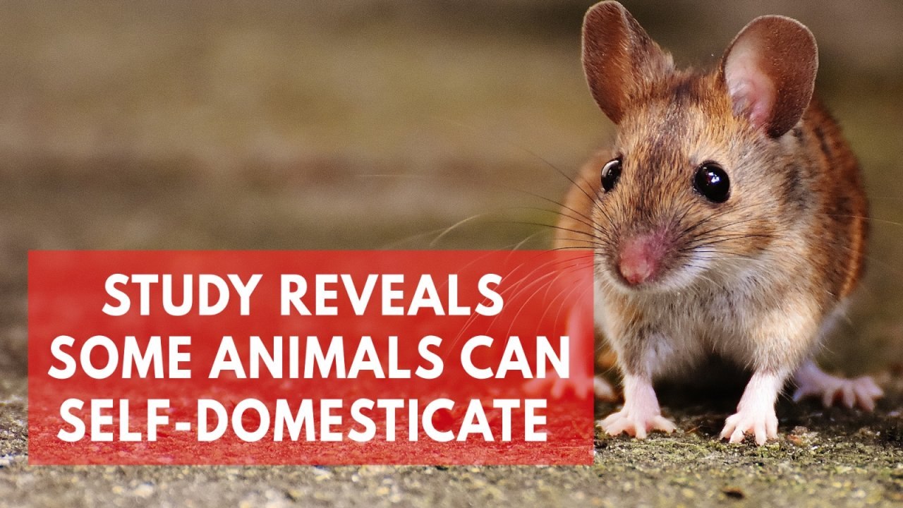 Study suggests mice can domesticate themselves without human interference