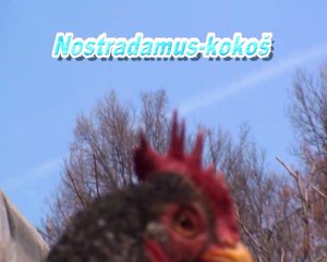 Nostradamus Kokos / Nostradamus Chicken (2012 Film)