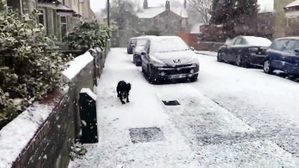 Truffle the dog experiences snow for the first time