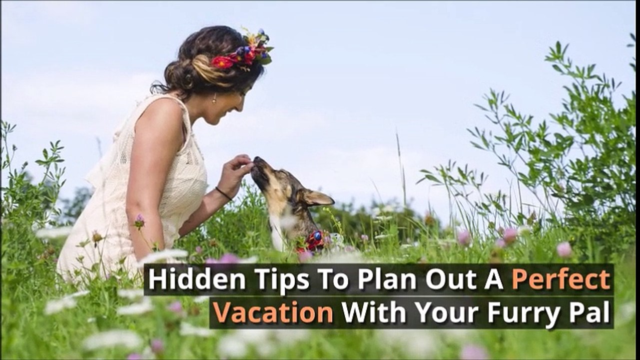 Tips to Plan out A Perfect Vacation with Your Furry Pal