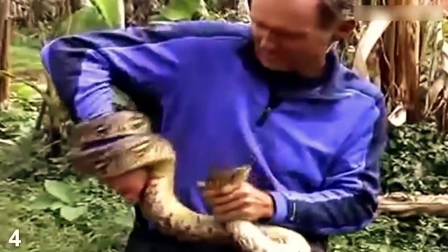 Самые ядовитые и опасные змеи мира