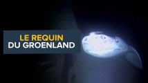 Le requin du Groenland, de rarissimes images !