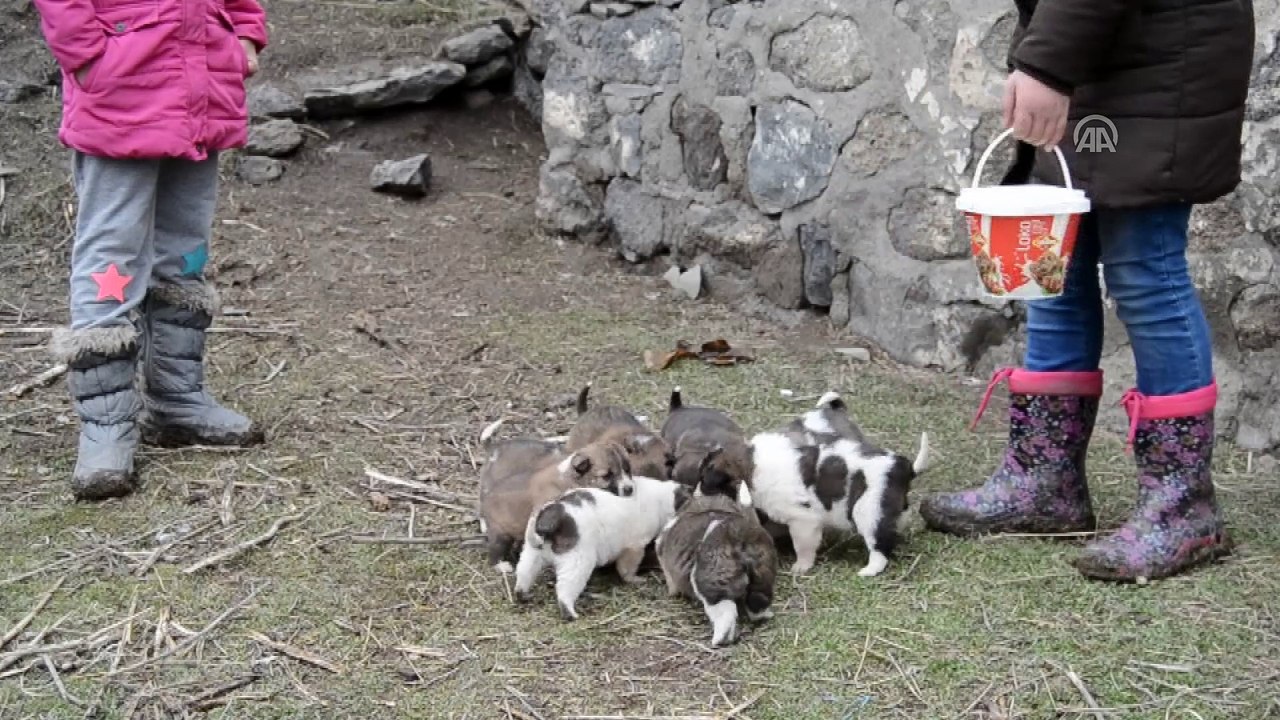 'Minik yürekler' yavru köpekleri sahiplendi - KARS
