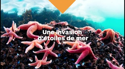 Des milliers d'étoiles de mer échouées sur une plage