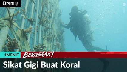 #1MENIT | Sikat Gigi Buat Koral