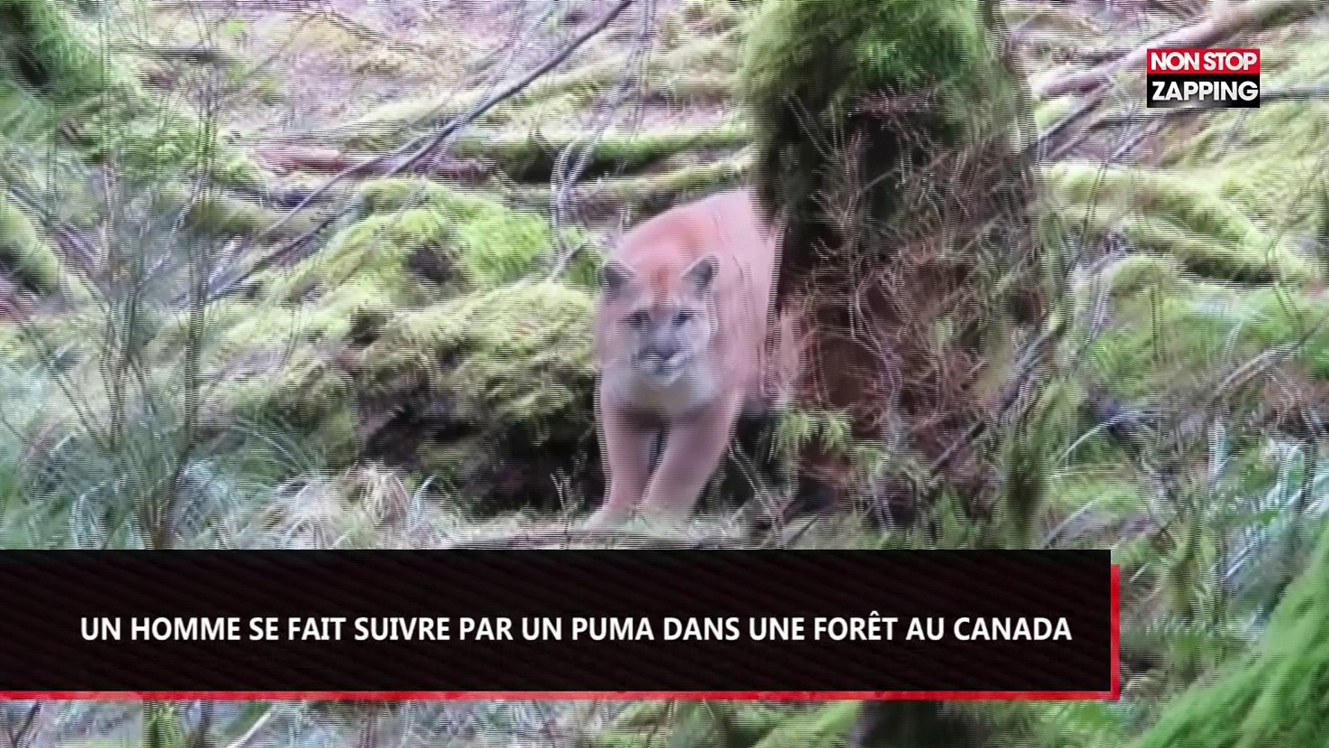 Canada : Un homme se fait suivre par un puma dans une forêt (Vidéo) - Vidéo  Dailymotion