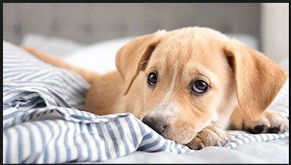 Dog Begging for Food __ ViralHog