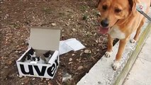 Dog finds abandoned kittens and becomes the perfect foster dad
