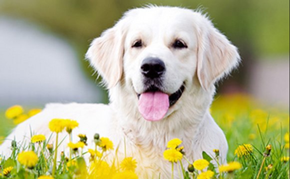 Dog Whisperer_ Trainer Walks Pack Of Dogs Without A Leash