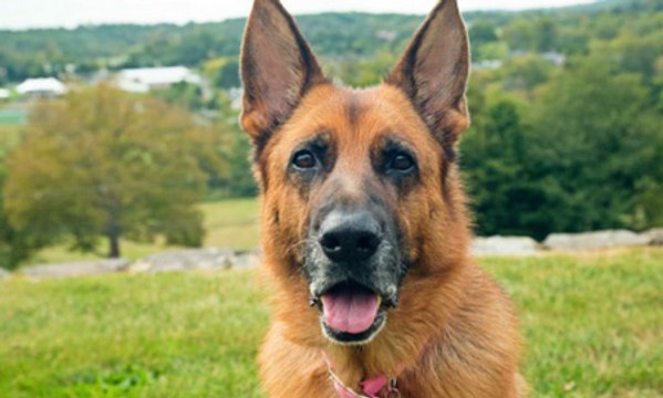 Meet the Barbet - Crufts' newest dog _ Crufts 2018